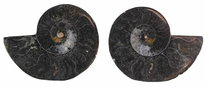 Cut/Polished Black Ammonite - Unusual Coloration #55572